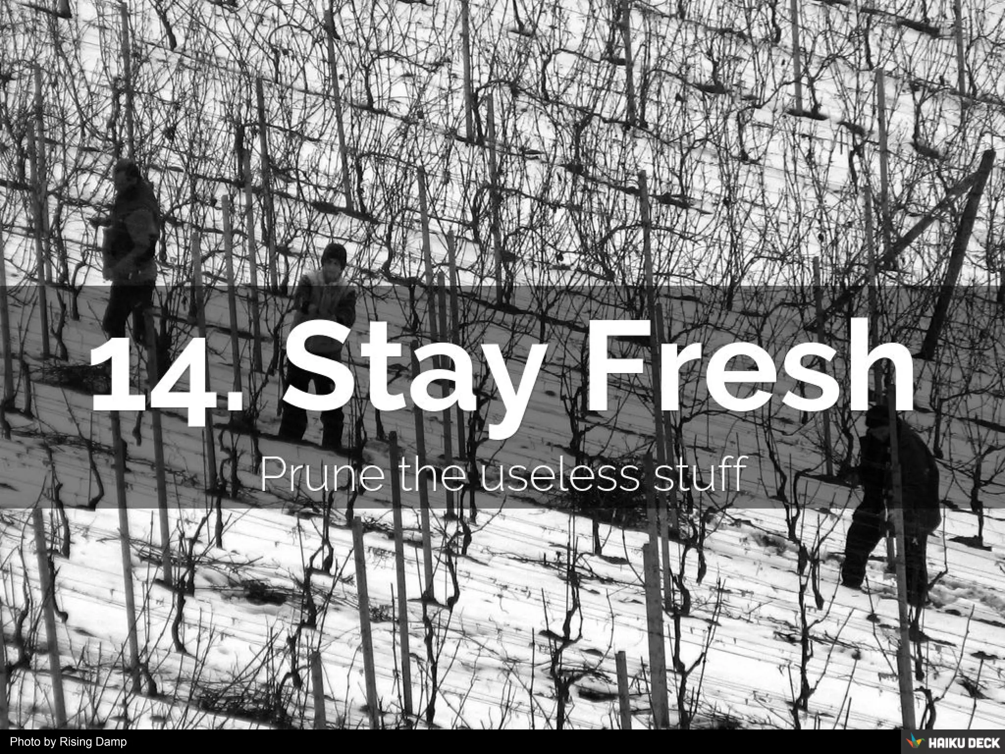 Photo by Rising Damp