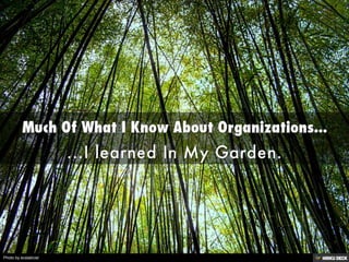 Much Of What I Know About Organizations...  ...I learned In My Garden. 