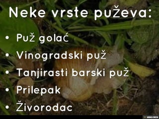 puževi