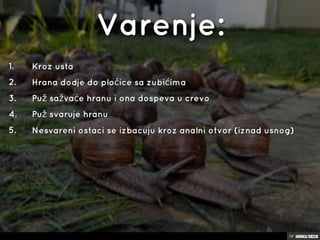 puževi
