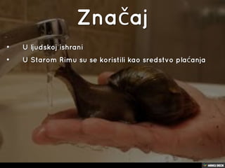 puževi