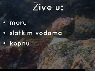puževi