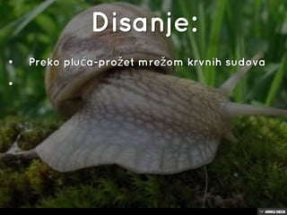 puževi
