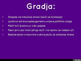 puževi