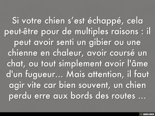 Chien Perdu Que Faire
