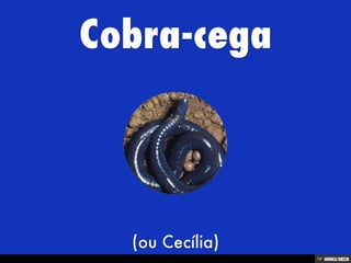 Áʰٷ