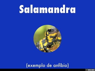 Áʰٷ