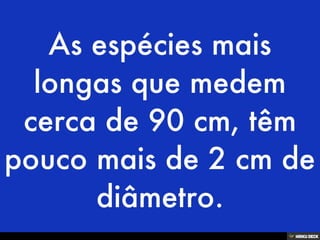 Áʰٷ