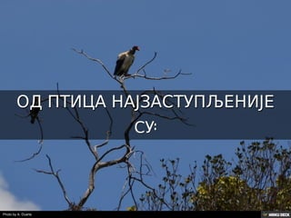 Територија Србије се по распростањености биљног (флоре) и животињског света (фауне) може поделити на: *Панонску и планинску флористичку и фа