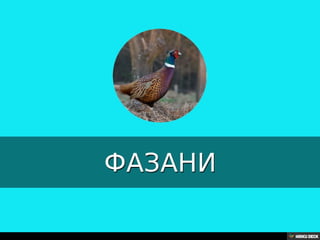 Територија Србије се по распростањености биљног (флоре) и животињског света (фауне) може поделити на: *Панонску и планинску флористичку и фа