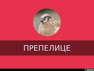 Територија Србије се по распростањености биљног (флоре) и животињског света (фауне) може поделити на: *Панонску и планинску флористичку и фа