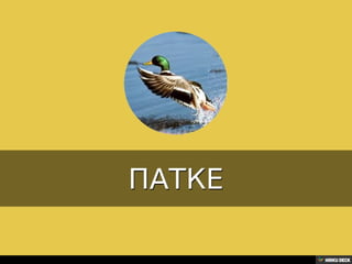 Територија Србије се по распростањености биљног (флоре) и животињског света (фауне) може поделити на: *Панонску и планинску флористичку и фа