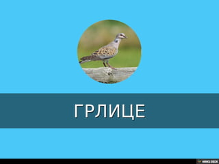 Територија Србије се по распростањености биљног (флоре) и животињског света (фауне) може поделити на: *Панонску и планинску флористичку и фа