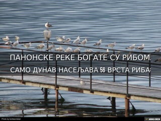 Територија Србије се по распростањености биљног (флоре) и животињског света (фауне) може поделити на: *Панонску и планинску флористичку и фа