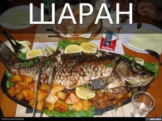 Територија Србије се по распростањености биљног (флоре) и животињског света (фауне) може поделити на: *Панонску и планинску флористичку и фа