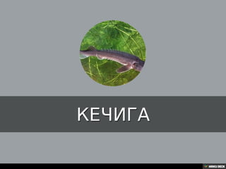 Територија Србије се по распростањености биљног (флоре) и животињског света (фауне) може поделити на: *Панонску и планинску флористичку и фа