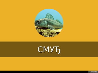 Територија Србије се по распростањености биљног (флоре) и животињског света (фауне) може поделити на: *Панонску и планинску флористичку и фа