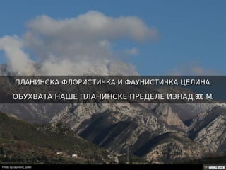 Територија Србије се по распростањености биљног (флоре) и животињског света (фауне) може поделити на: *Панонску и планинску флористичку и фа