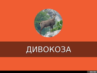 Територија Србије се по распростањености биљног (флоре) и животињског света (фауне) може поделити на: *Панонску и планинску флористичку и фа
