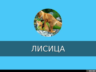 Територија Србије се по распростањености биљног (флоре) и животињског света (фауне) може поделити на: *Панонску и планинску флористичку и фа