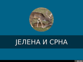 Територија Србије се по распростањености биљног (флоре) и животињског света (фауне) може поделити на: *Панонску и планинску флористичку и фа