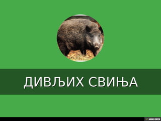 Територија Србије се по распростањености биљног (флоре) и животињског света (фауне) може поделити на: *Панонску и планинску флористичку и фа