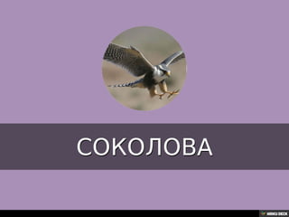 Територија Србије се по распростањености биљног (флоре) и животињског света (фауне) може поделити на: *Панонску и планинску флористичку и фа