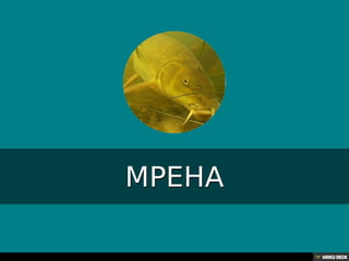 Територија Србије се по распростањености биљног (флоре) и животињског света (фауне) може поделити на: *Панонску и планинску флористичку и фа