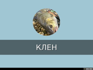 Територија Србије се по распростањености биљног (флоре) и животињског света (фауне) може поделити на: *Панонску и планинску флористичку и фа