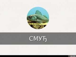 Територија Србије се по распростањености биљног (флоре) и животињског света (фауне) може поделити на: *Панонску и планинску флористичку и фа