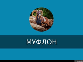 Територија Србије се по распростањености биљног (флоре) и животињског света (фауне) може поделити на: *Панонску и планинску флористичку и фа