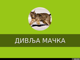 Територија Србије се по распростањености биљног (флоре) и животињског света (фауне) може поделити на: *Панонску и планинску флористичку и фа