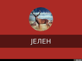 Територија Србије се по распростањености биљног (флоре) и животињског света (фауне) може поделити на: *Панонску и планинску флористичку и фа