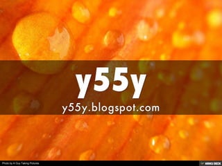 y55y  y55y.blogspot.com 