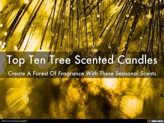 Top Ten Tree Scented Candles  Create A Forest Of Fragrance With These Seasonal Scents 