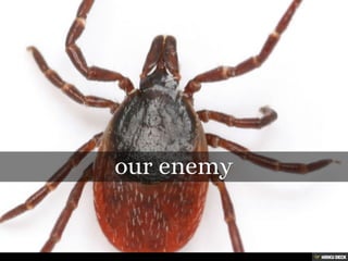 Tropicare wins Export Award