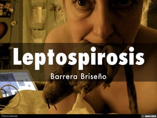 Leptospirosis  Barrera Briseño 