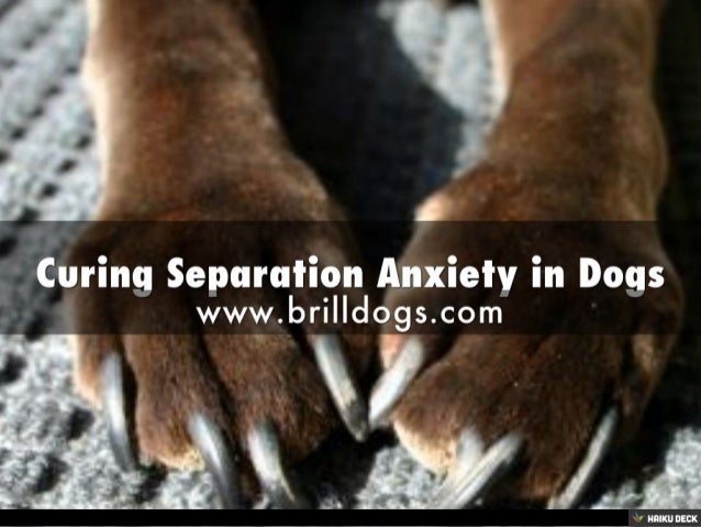 curing dog separation anxiety quickly curing dog separation anxiety quickly