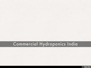 Commercial Hydroponics India 