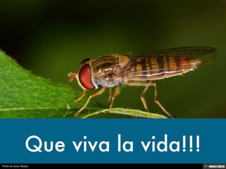 Photo by Anxo Resúa
 