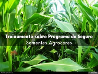 Photo by agricultura.sp
 