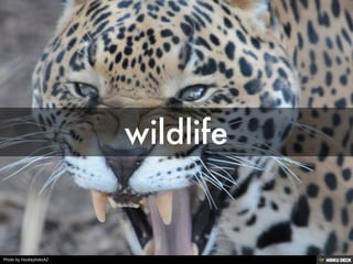 Photo by HockeyholicAZ
 