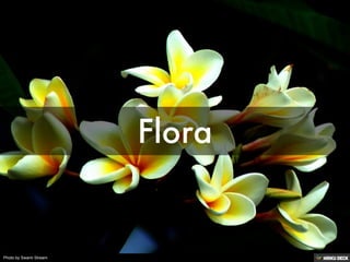 Photo by Swami Stream
 