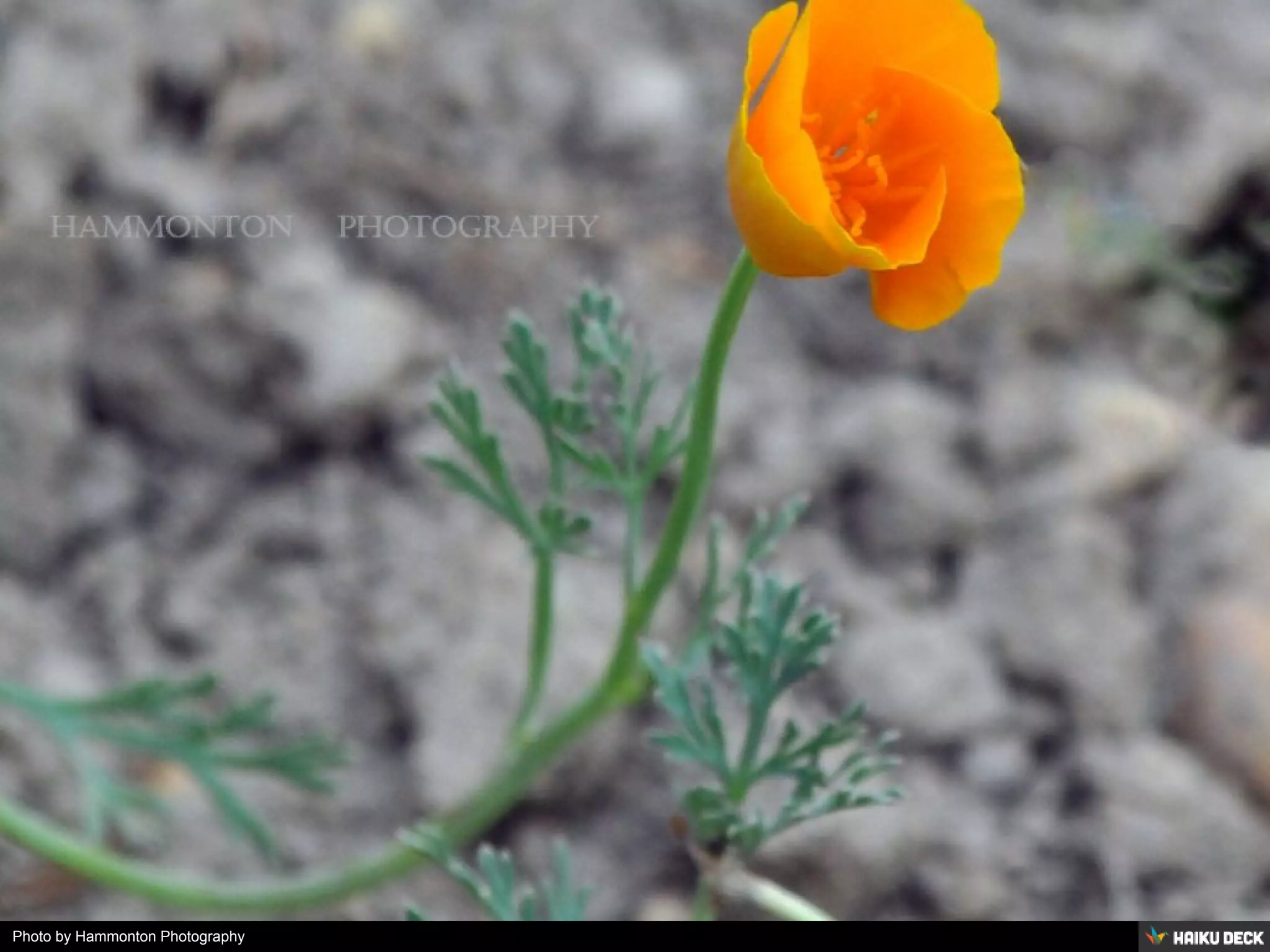 Photo by Hammonton Photography