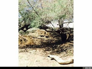 Living Desert