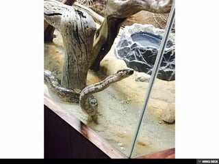Living Desert