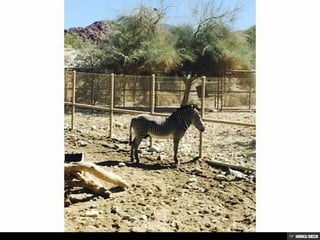 Living Desert