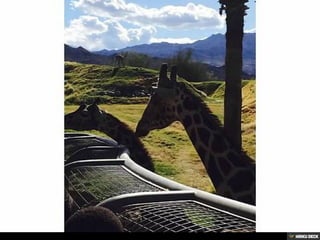 Living Desert