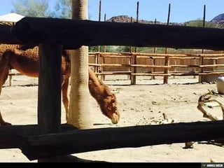 Living Desert