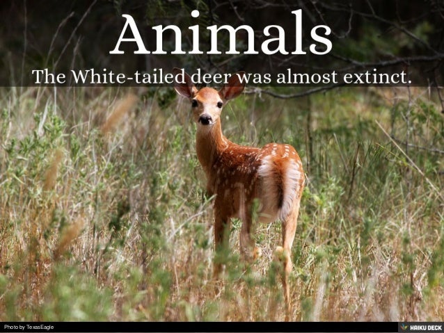 Importance of flora and fauna image